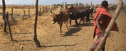 Sukuma-stammen tæller omkring 8,9 millioner mennesker og er den største etniske gruppe i Tanzania. En kvægnomade fra sukuma-stammen.