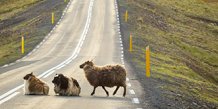 Foto: Får på vej